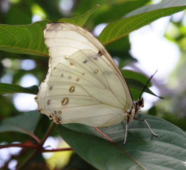 PAPILLON