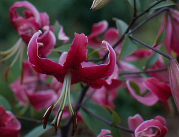 FLEURS