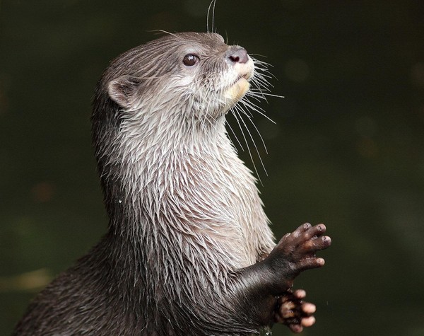 LOUTRE