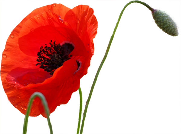 COQUELICOTS 2