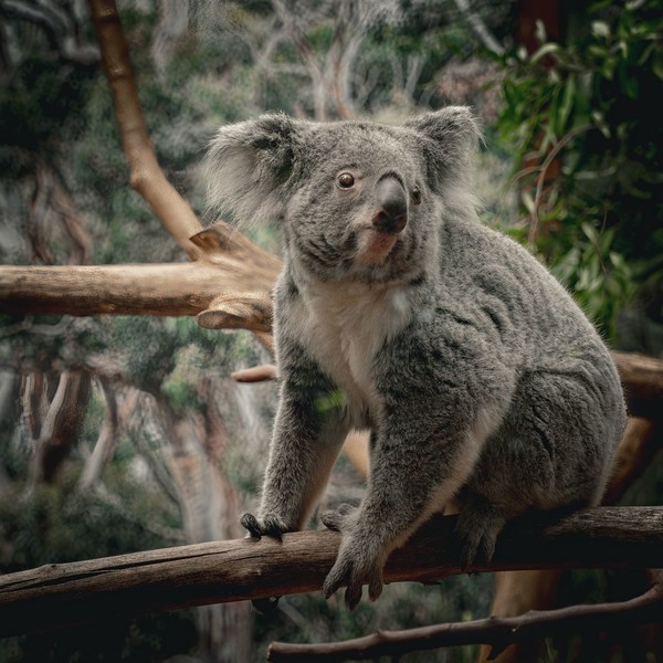 KOALA