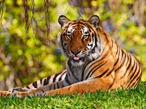 TIGRE