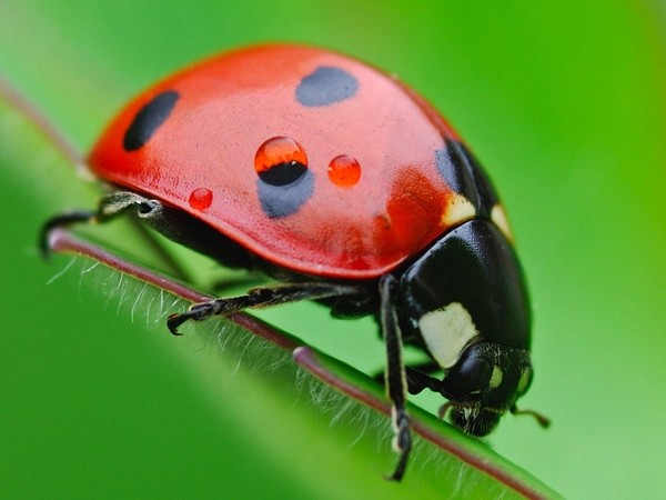 COCCINELLE