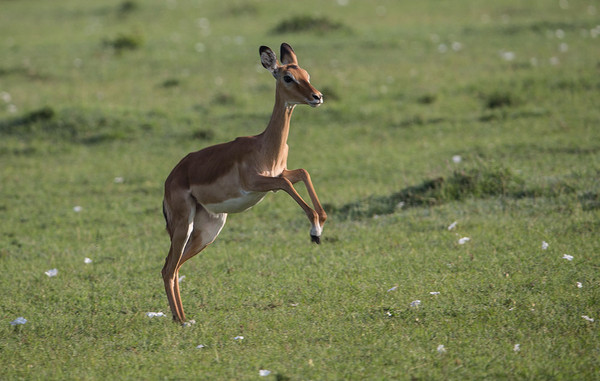 IMPALA