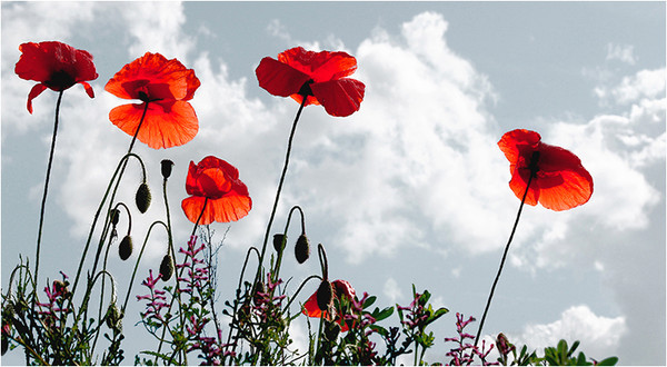 COQUELICOTS