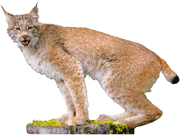 LYNX