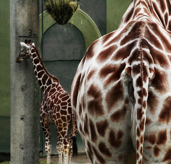 GIRAFE