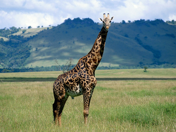 GIRAFE