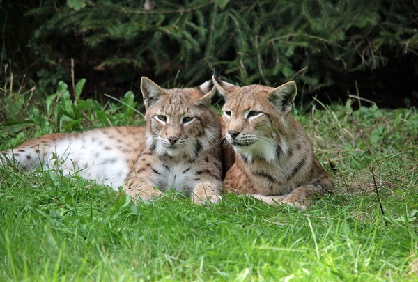 LYNX