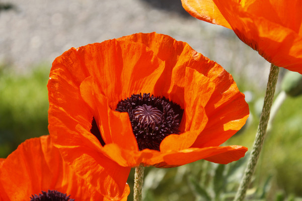 COQUELICOTS