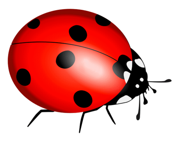 COCCINELLE