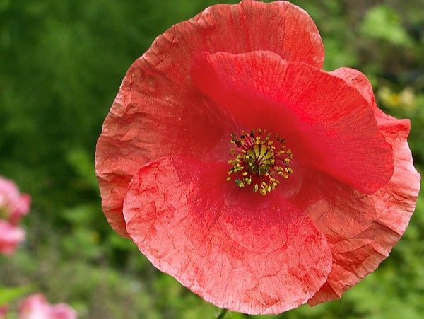 COQUELICOT