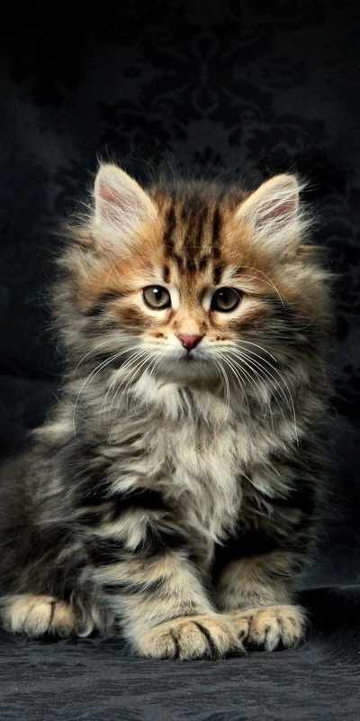 CHAT 7