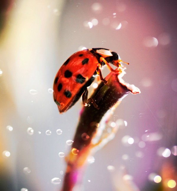 COCCINELLE