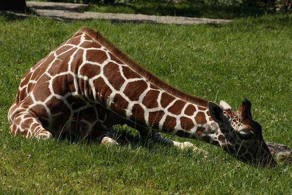 GIRAFE