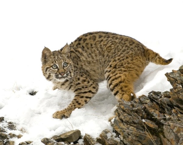 LYNX