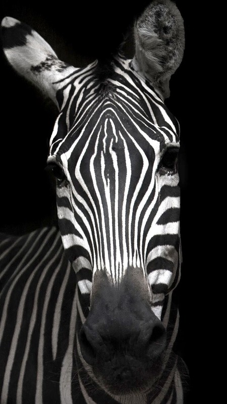 ZEBRE