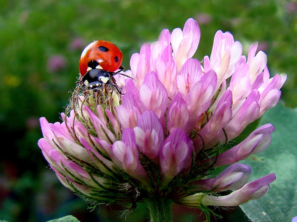 COCCINELLE