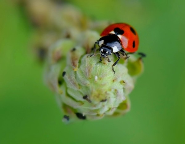 COCCINELLE