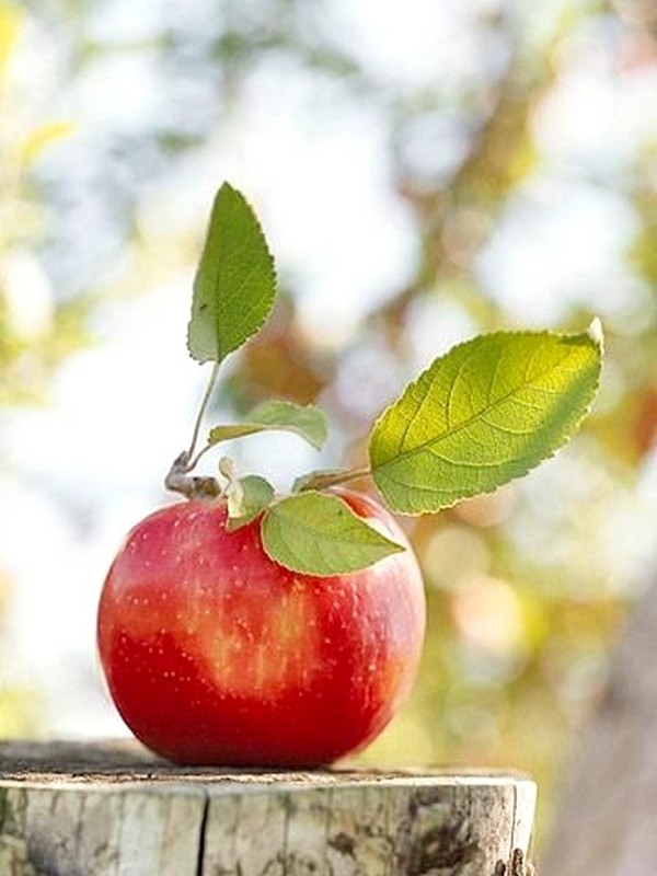 LA POMME