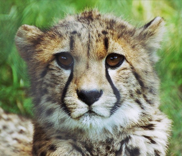 GUEPARD