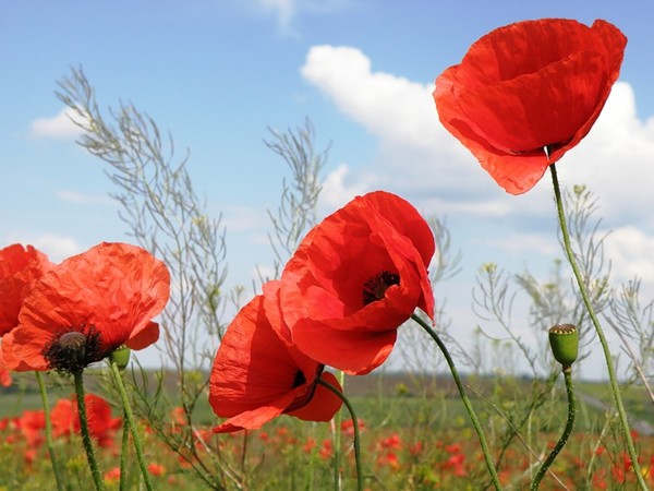 COQUELICOTS