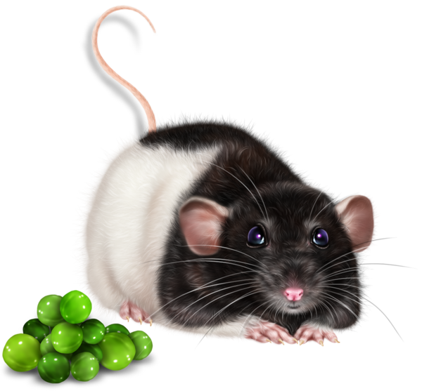 SOURIS RAT HAMSTER... 2