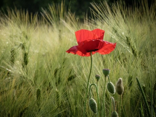 COQUELICOT