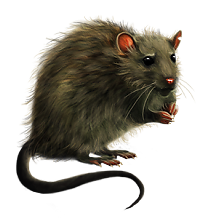 SOURIS RAT HAMSTER... 2