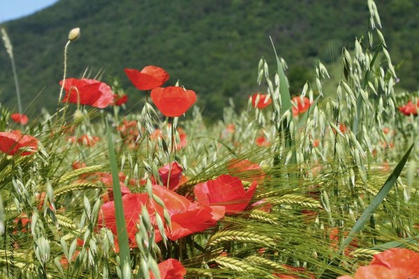 COQUELICOTS