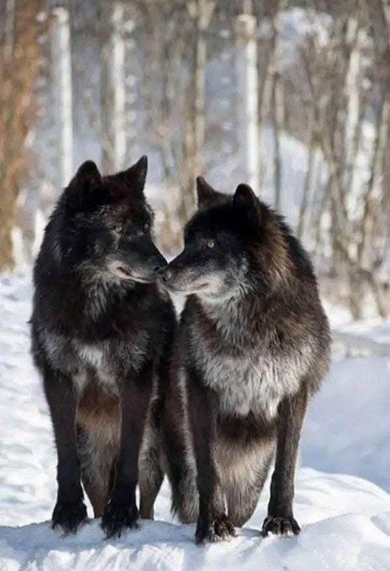 LOUP 2