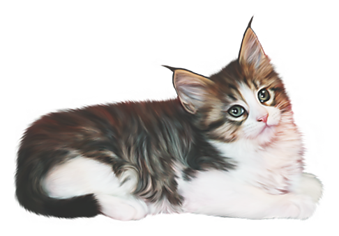 CHAT 7