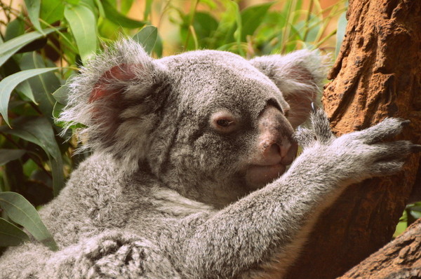 KOALA