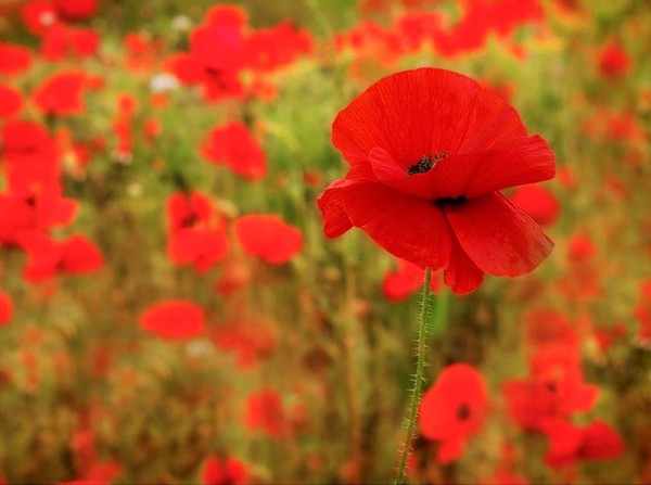 COQUELICOTS