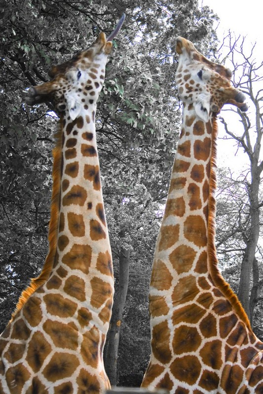 GIRAFES