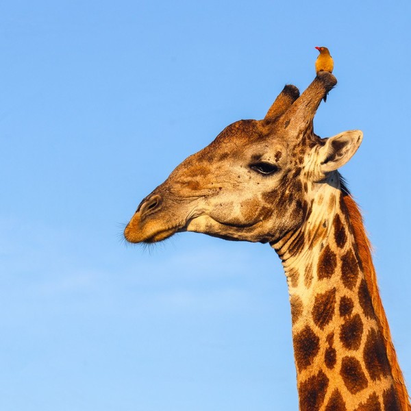 GIRAFE