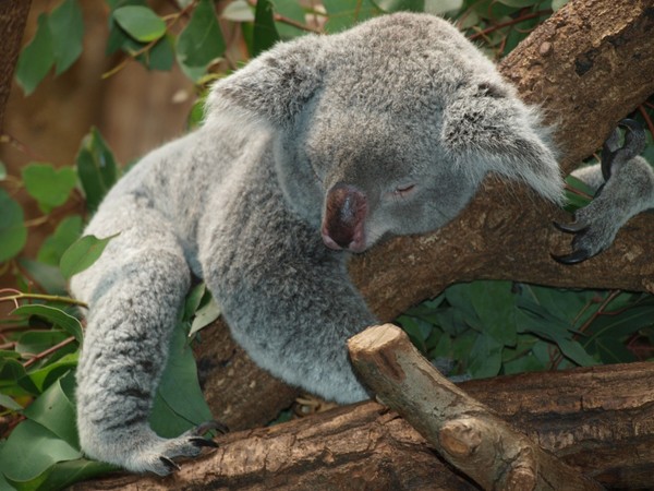 KOALAS