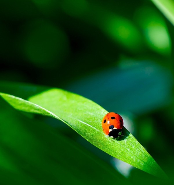 COCCINELLE