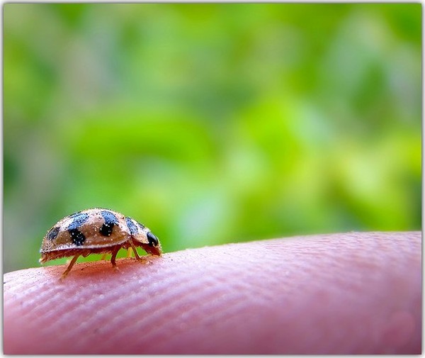 COCCINELLE