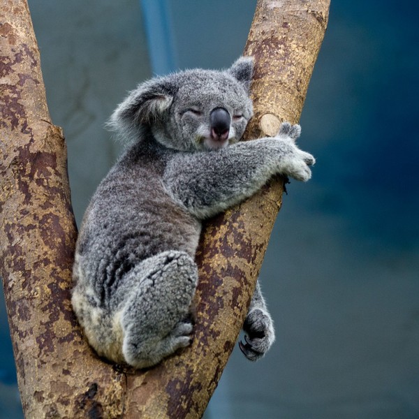 KOALA