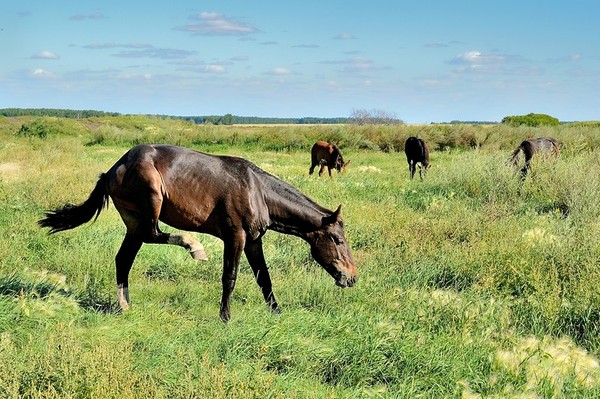 CHEVAUX 2