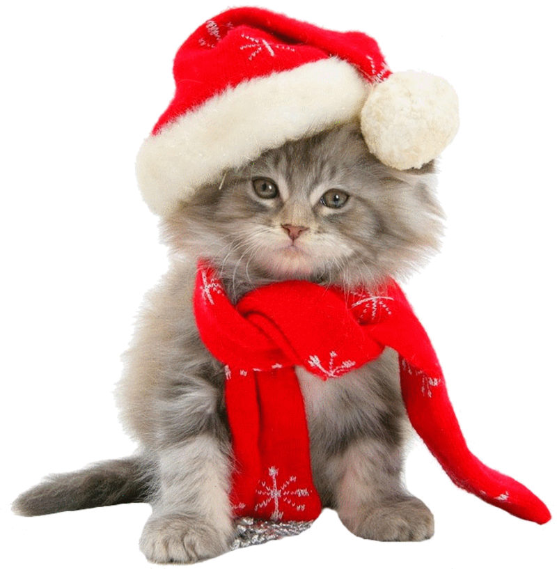 18536-Maine-Coon-kitten-wearing-a-Santa-hat-and-scarf-white-background.png