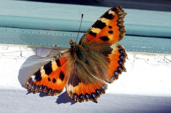 PAPILLON