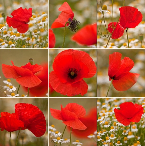 COQUELICOTS