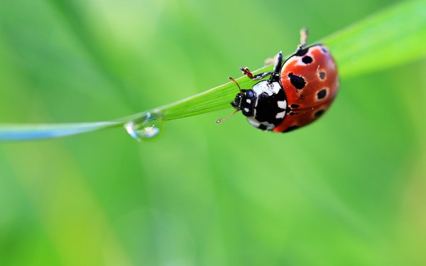 COCCINELLE