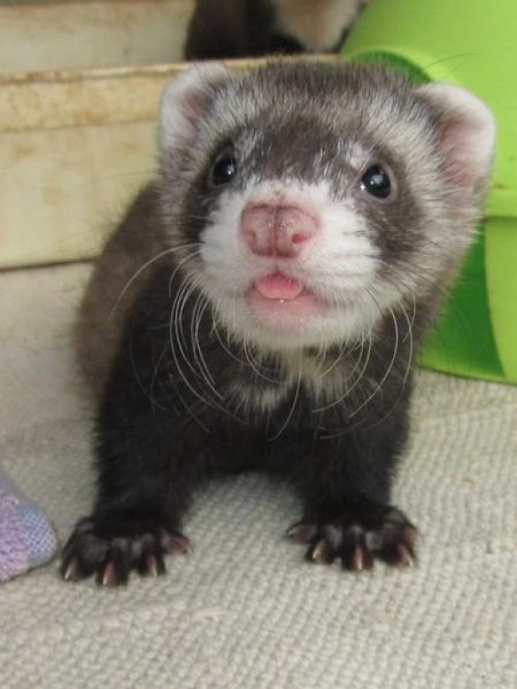 FURET