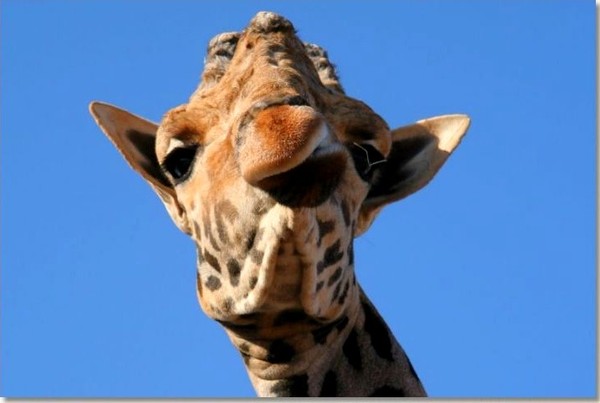 GIRAFE