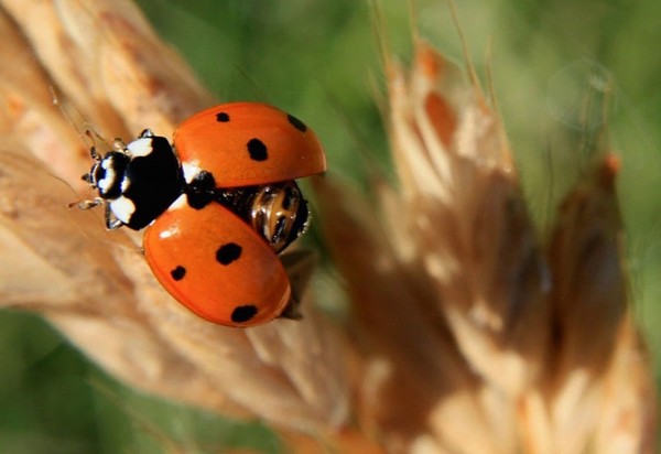 COCCINELLE 2