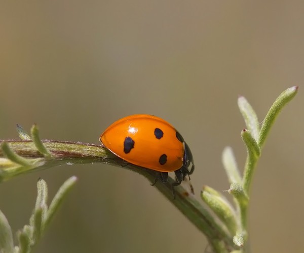 COCCINELLE