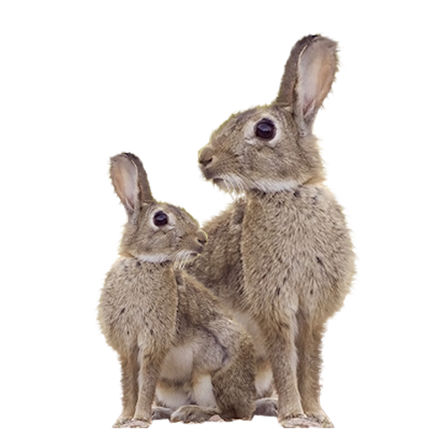 LAPIN 2